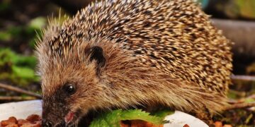 Countries Overseas Military Bases:

1.  USA – 55 countries
2.  Russia – 13 count