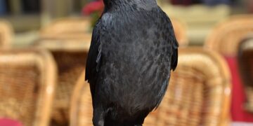 Nations culturally similar to Russia:

Belarus  = 85.5%
Ukraine  = 77%
Kazakhst