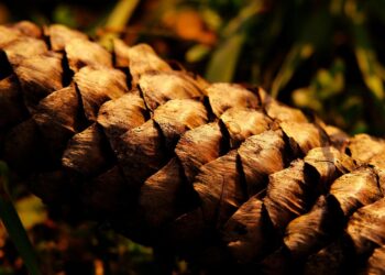 pine cone 7869927 960 720.jpg