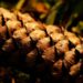 pine cone 7869927 960 720.jpg