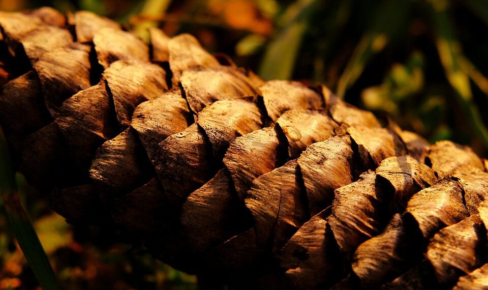 pine cone 7869927 960 720.jpg