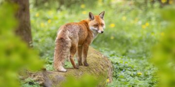 Most Popular E-commerce Platforms in 2024:

 Amazon, USA
 Alibaba, China
 Rakute