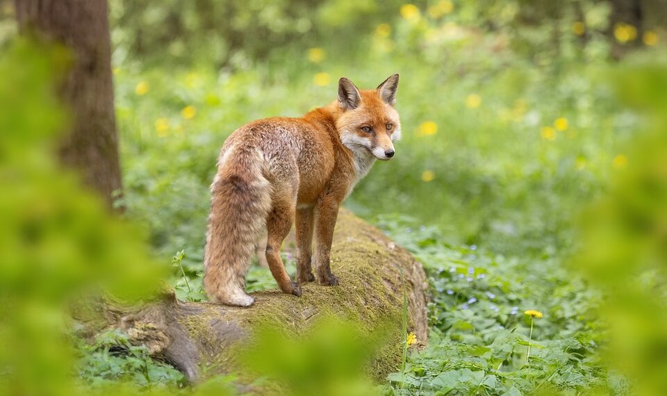 Most Popular E-commerce Platforms in 2024:

 Amazon, USA
 Alibaba, China
 Rakute