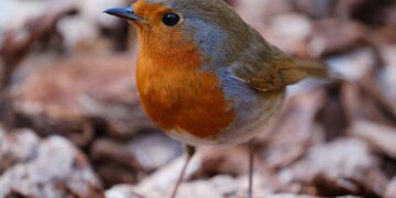 robin 9616531 960 720.jpg