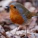 robin 9616531 960 720.jpg