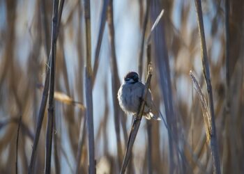 sparrow 7870524 960 720.jpg