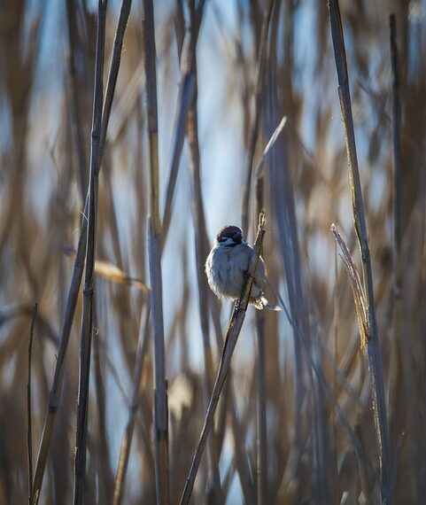 sparrow 7870524 960 720.jpg