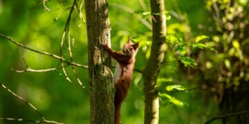 squirrel 9618377 960 720.jpg