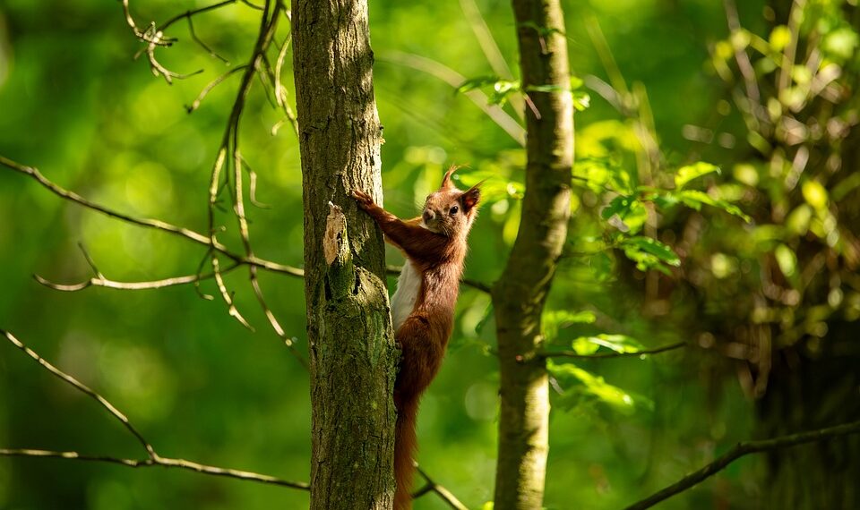 squirrel 9618377 960 720.jpg
