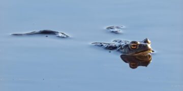 Milk consumption (annually per capita):

 Finland: 430 kg
 Montenegro: 349 kg