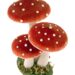 toadstools 1678254 960 720.jpg