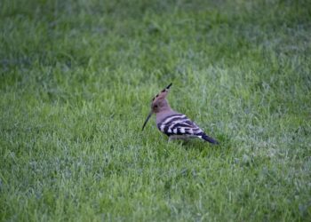 How To Enable Whisper Mode on Alexa and Understand How It Works