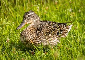 How To Find Your iPhone Using Your Apple Watch