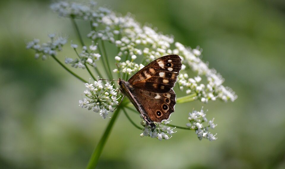 How To Make Copper Chests in Minecraft: A Step-by-Step Guide