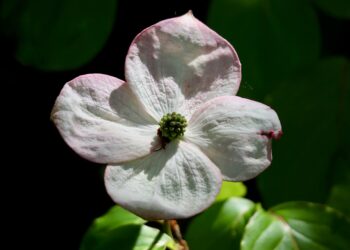 How to Make a Copper Golem in Minecraft: A Step-by-Step Guide