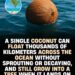 Thanks to its tough, waterproof shell and buoyant husk, a coconut can drift acro