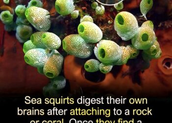 Nature has its fair share of bizarre creatures, but few are as fascinating as th