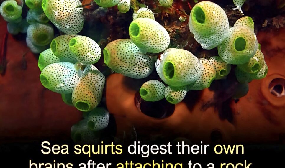 Nature has its fair share of bizarre creatures, but few are as fascinating as th