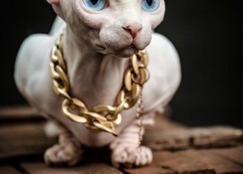 ai generated 8213333 960 720.jpg