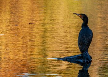 bird 7867200 960 720.jpg