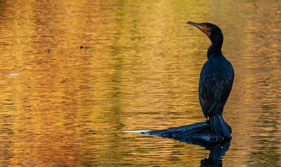 bird 7867200 960 720.jpg