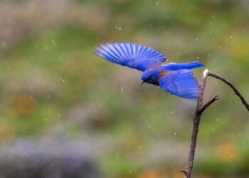 bird 7867449 960 720.jpg