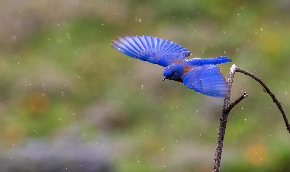 bird 7867449 960 720.jpg