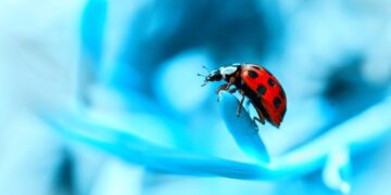 ladybug 9663581 960 720.jpg