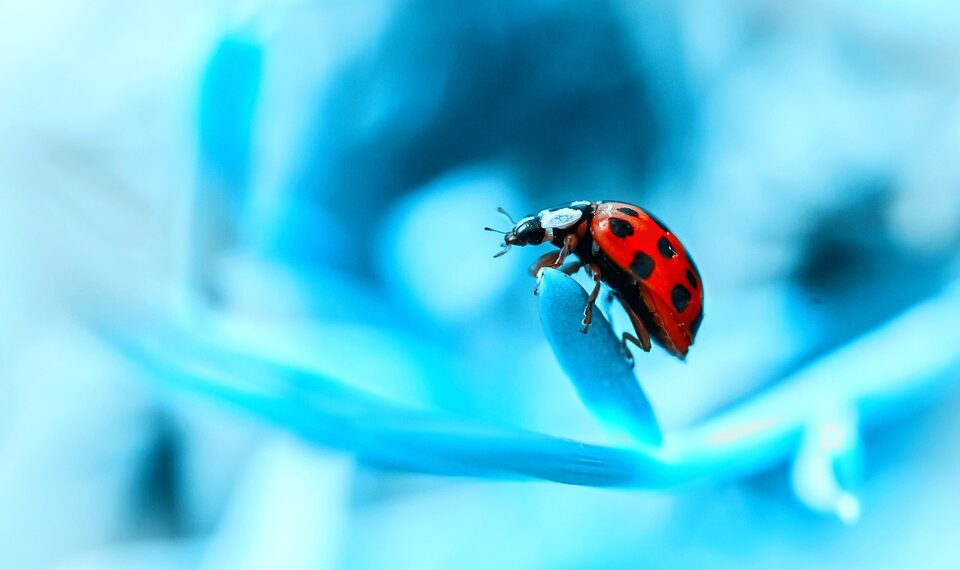 ladybug 9663581 960 720.jpg
