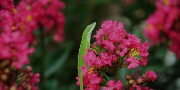 lizard 9645518 960 720.jpg