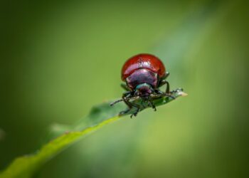 nature 9680749 960 720.jpg