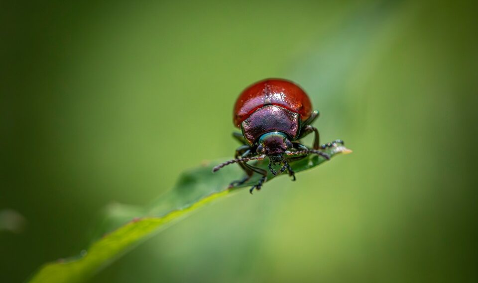 nature 9680749 960 720.jpg