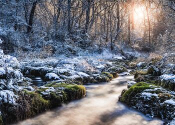 trees 7611648 960 720.jpg