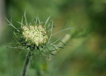 wild carrot 9661947 960 720.jpg