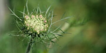 wild carrot 9661947 960 720.jpg