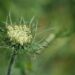 wild carrot 9661947 960 720.jpg