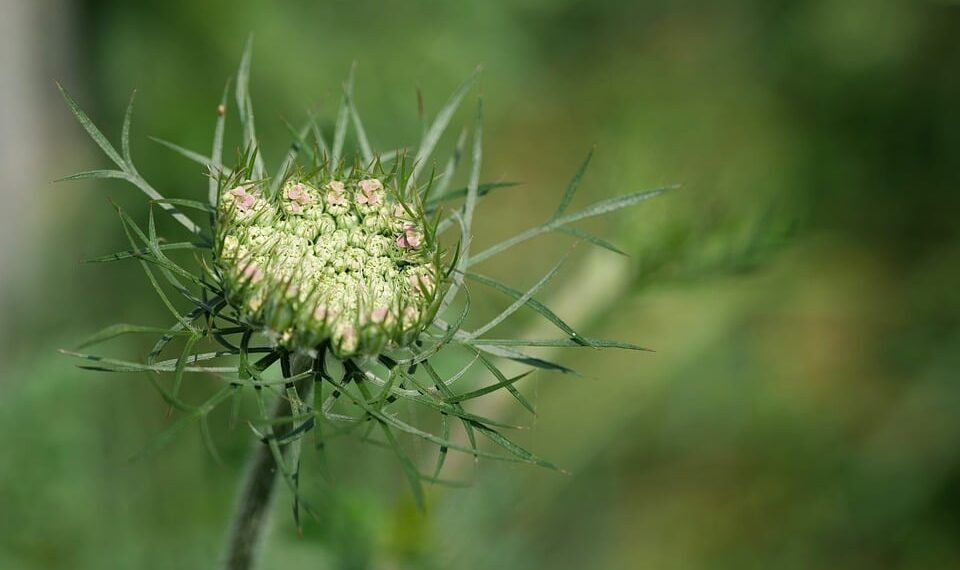 wild carrot 9661947 960 720.jpg