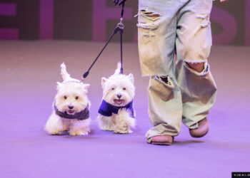 China’s Pet Market Surges Amid Staple Food Sales Growth in H1