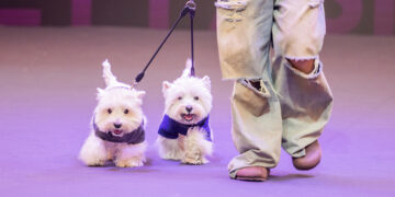 China’s Pet Market Surges Amid Staple Food Sales Growth in H1