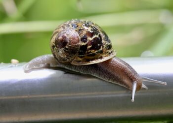 How To Convert Your Smart TV into a Dumb TV Using Google TV Basic Mode