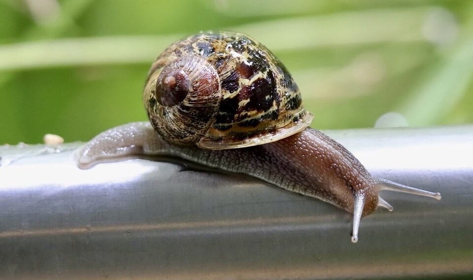 How To Convert Your Smart TV into a Dumb TV Using Google TV Basic Mode