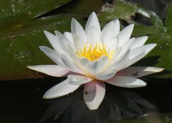 How To Find Your iPhone Using Your Apple Watch