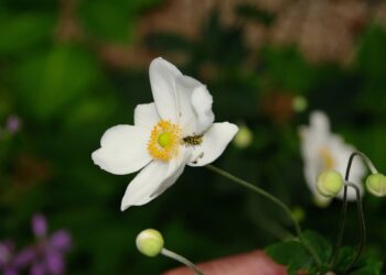 How To Set Up Your Google Home Device: Step-by-Step Guide
