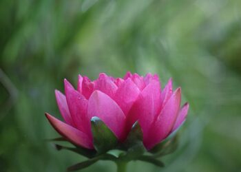 How To Watch the Pixel 10 Launch at Today’s Made by Google Event