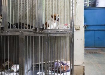 India’s Supreme Court Permits Releasing Sterilized Stray Dogs in Delhi