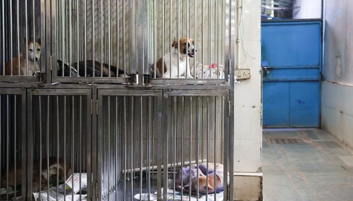 India’s Supreme Court Permits Releasing Sterilized Stray Dogs in Delhi