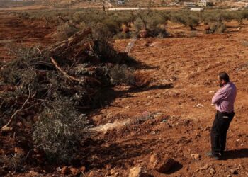 Israel Bulldozes Trees in West Bank, No Olive Branch for Gazans