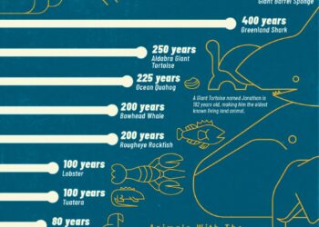 Animals With the Longest Lifespans 

1.  Glass Sponge – 10,000 years
2.  Black C