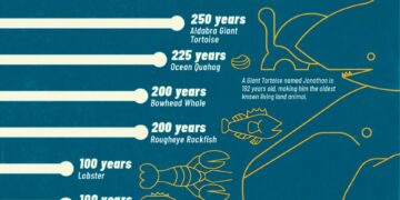 Animals With the Longest Lifespans 

1.  Glass Sponge – 10,000 years
2.  Black C
