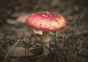 ai generated 8371163 960 720.jpg